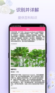 拍照识花神器（15.59MB）